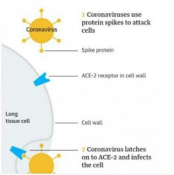 Corona virus attacks lung cell