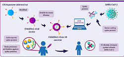 Oxford-Sputnik vac: A diagram showing how the Oxford COVID-19 vaccine works. A chimpanzee adenovirus is used in the ChAdOx1 viral vector, engineered to match the SARS-CoV-2 spike protein. The Oxford vaccine contains the genetic sequence of this surface spike protein. When the vaccine enters cells inside the body, it uses this genetic code to produce the surface spike protein of the coronavirus. This induces an immune response, priming the immune system to attack the coronavirus if it later infects the body.